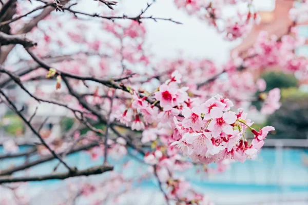 2025樂活公園夜櫻