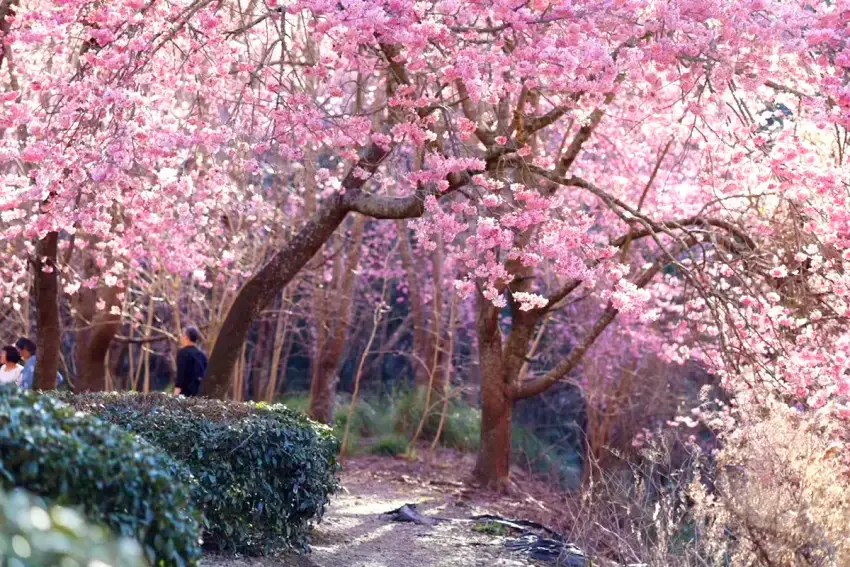 力麗馬告生態園區棲蘭山莊與明池山莊，推出武陵櫻花季專屬住房，提供接駁專車或自駕通行證。圖力麗觀光提供