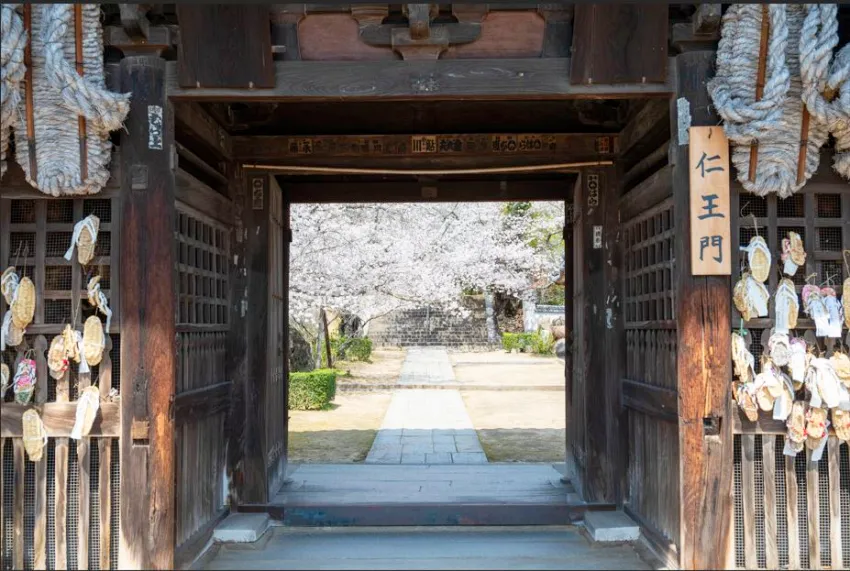 穿越懸掛著大草鞋的仁王門，即可欣賞到西國寺內的櫻花