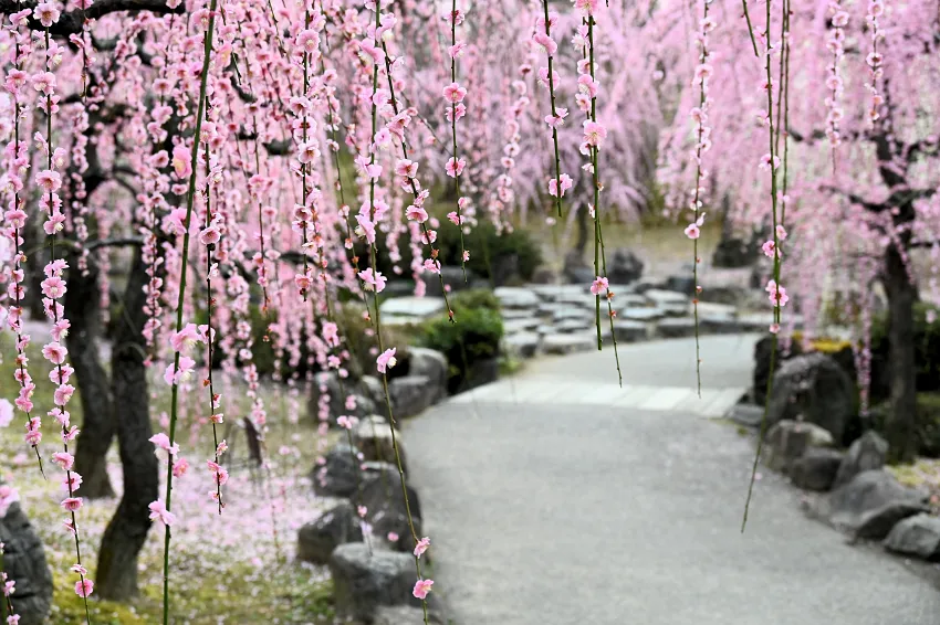 城南宮枝垂梅