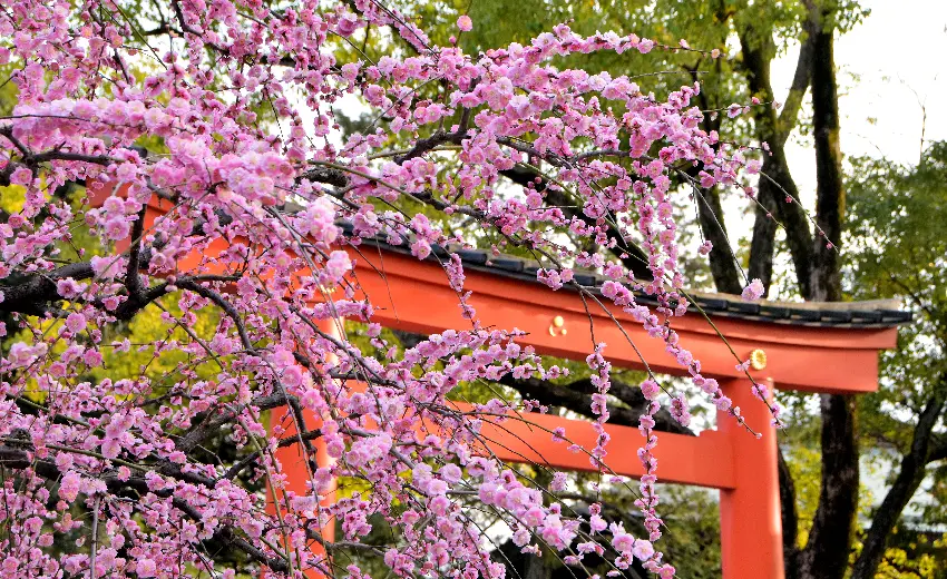 城南鳥居&枝垂梅