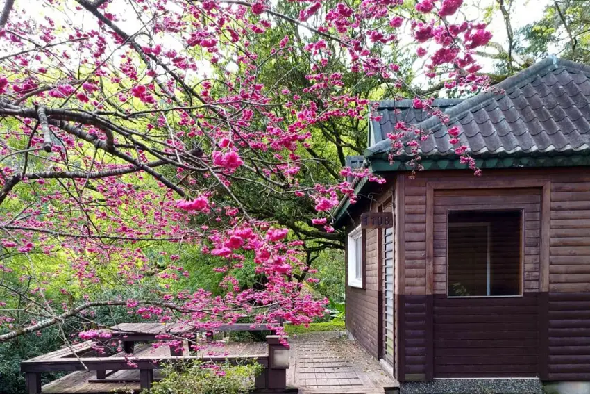 力麗馬告生態園區棲蘭山莊與明池山莊，園區內小木屋前就能欣賞櫻花盛開的美景。圖力麗觀光提供