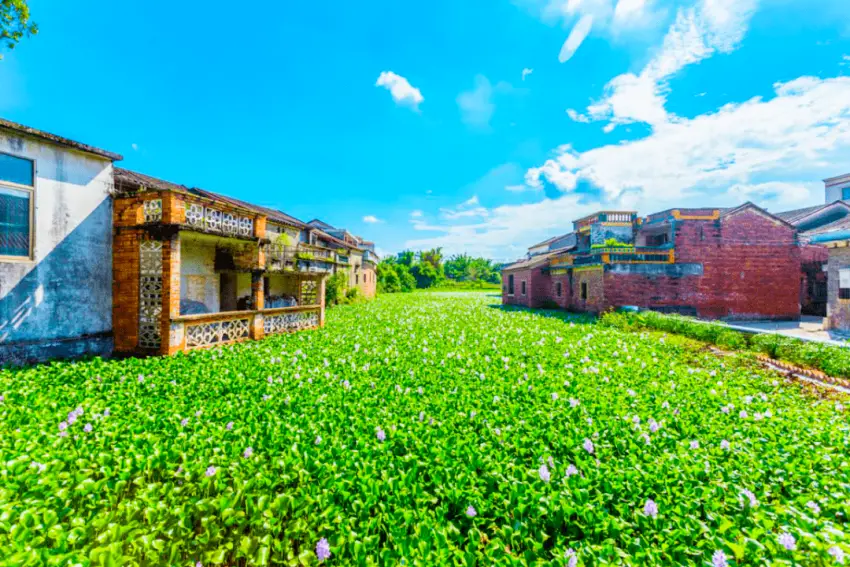 夏季村內池塘綠意盎然