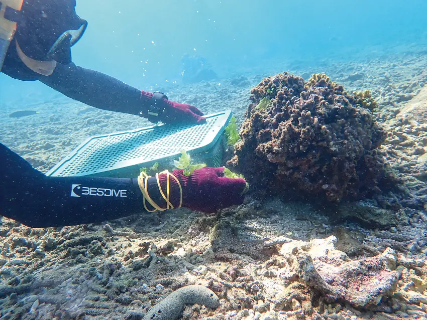 水產試驗所每年在澎湖海域放流小小海膽