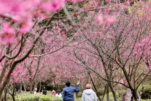陽明山花季正式揭幕，民眾悠閒漫步於粉嫩櫻花林間，感受早春氣息。
