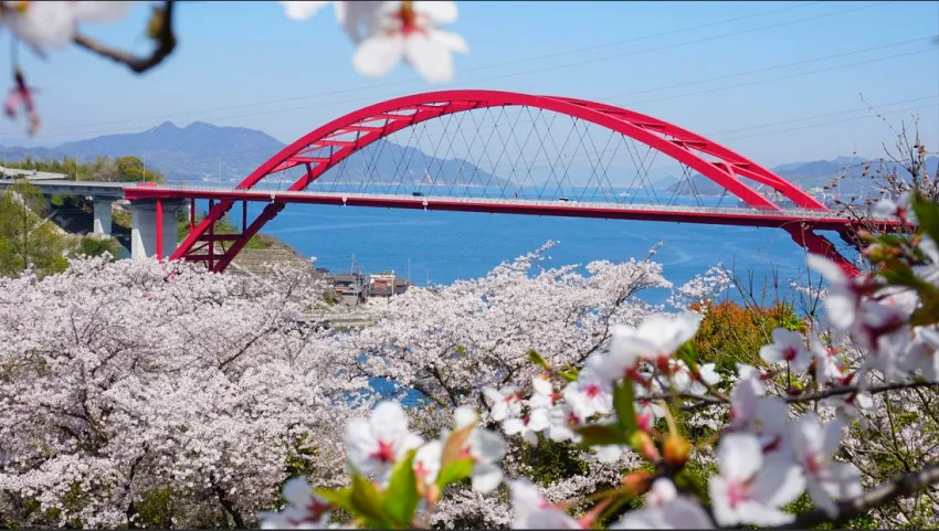 鮮紅色的第二音戶大橋與粉嫩櫻花對比鮮明，十分搶眼