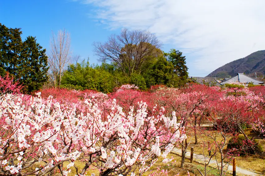 小野梅園