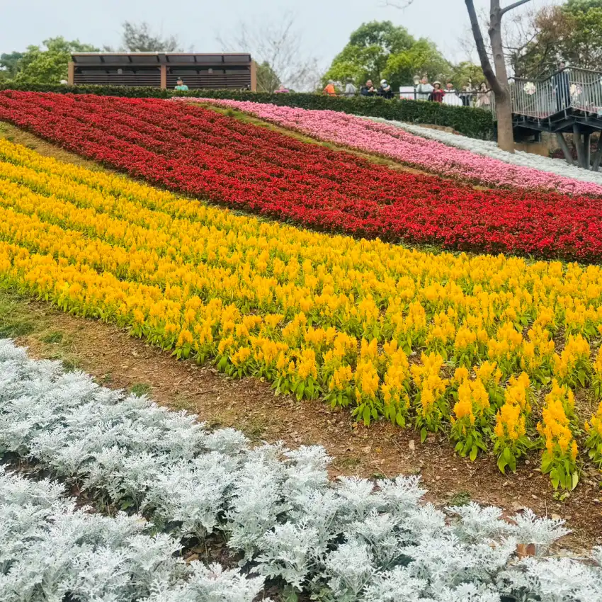 北投社三層崎花海浪漫盛開