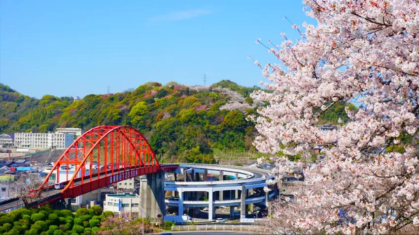  以櫻花作為前景，更襯托出第一音戶大橋與迴旋橋之特殊景致。