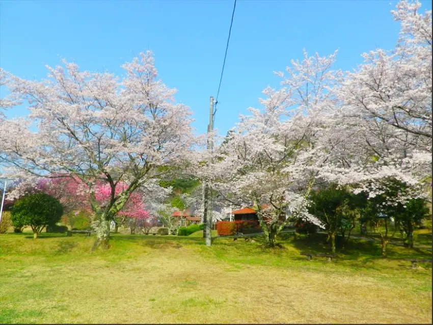棲真寺公園內的櫻花，適合坐在樹下野餐或是放鬆享受春日好時光。