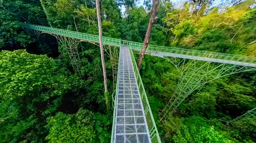 山打根雨林探索中心最大亮點為為長達620公尺的高空樹冠步道。圖片來源:Rainforest Discovery Centre
