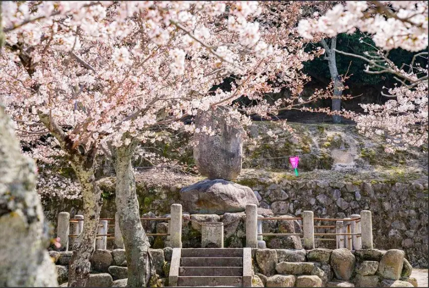 誓真大德頌德碑是宮島居民獨享的賞花秘境，環境清幽