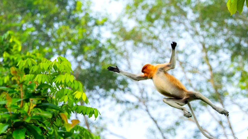 於熱帶雨林探索中心有機會近距離捕捉長鼻猴於林間跳躍的身影。圖片來源:馬來西亞觀光局