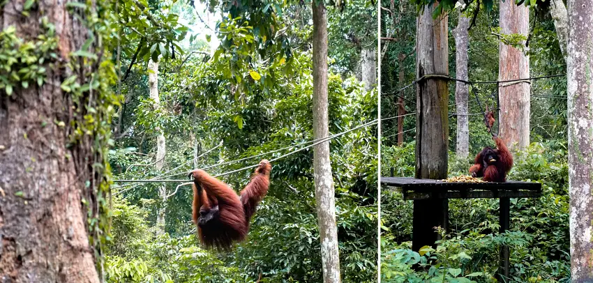 西必洛人猿中心的紅毛猩猩。圖片來源:馬來西亞觀光局