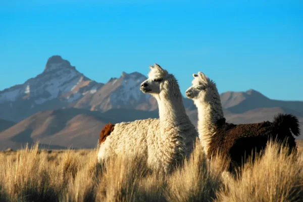 解鎖秘魯最佳旅遊季節 ，橫跨安第斯與亞馬遜的世界級體驗