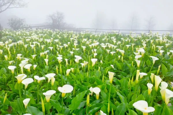 竹子湖海芋綻放