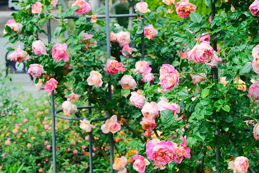 展出玫瑰品種：愛德華馬內