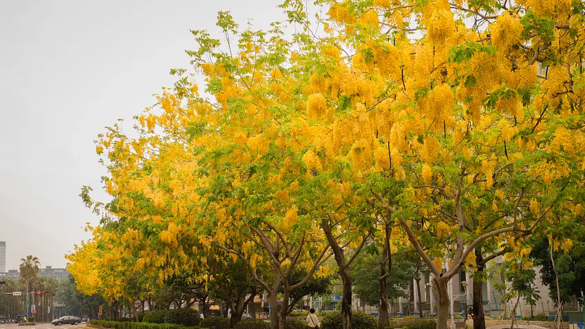 相約5-6月城區興大路阿勃勒黃金大道賞花美景