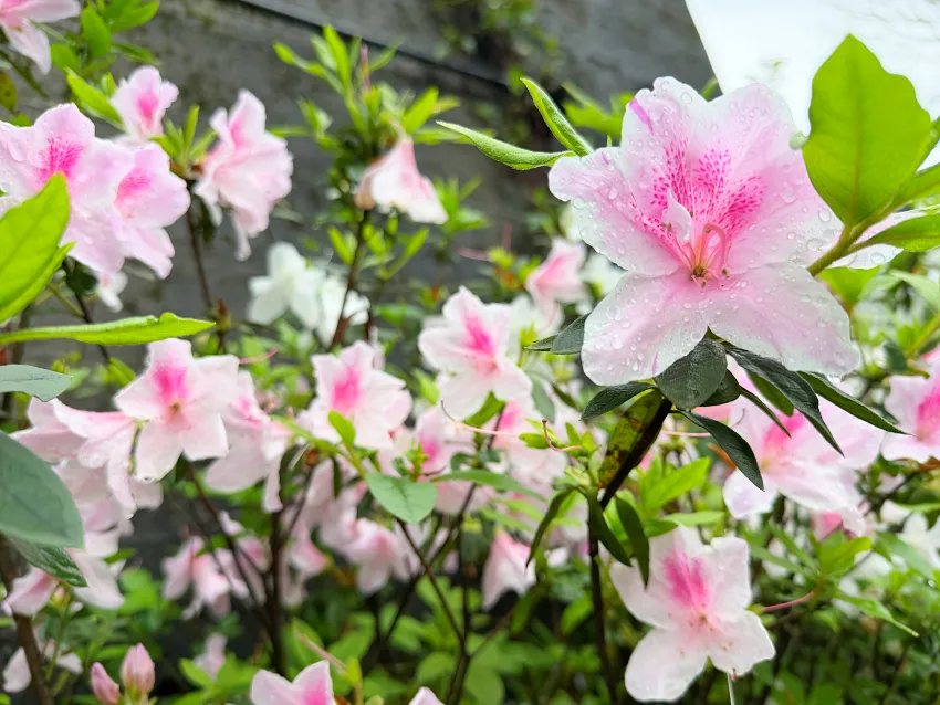 春天正是賞花好時節，櫻花、杜鵑花與油桐花陸續綻放，歡迎民眾走訪新北賞花、逛市集、聽音樂，享受春日悠閒時光。