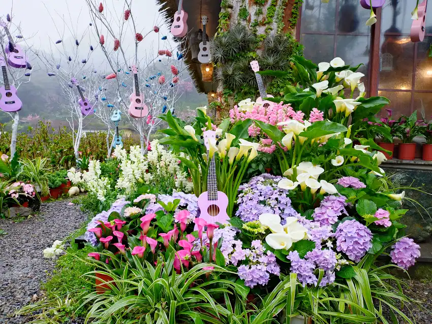 銀質獎-曹家花田香-舞動烏克麗麗