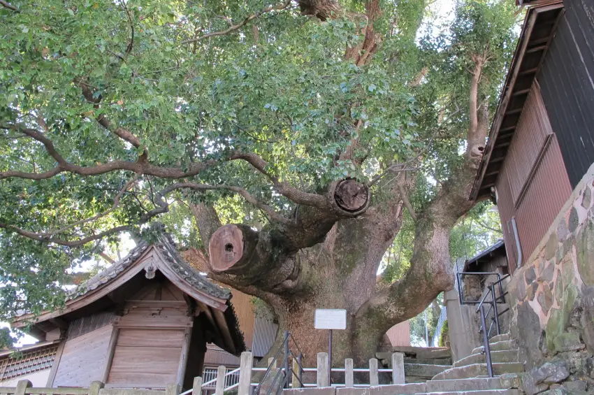 大德寺大樟樹樹齡推估約有800年。 圖片提供／長崎縣觀光聯盟