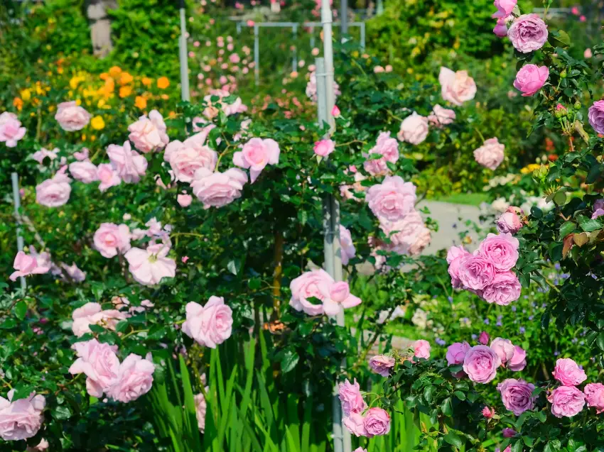 展出玫瑰品種：月夜光影＆情歌