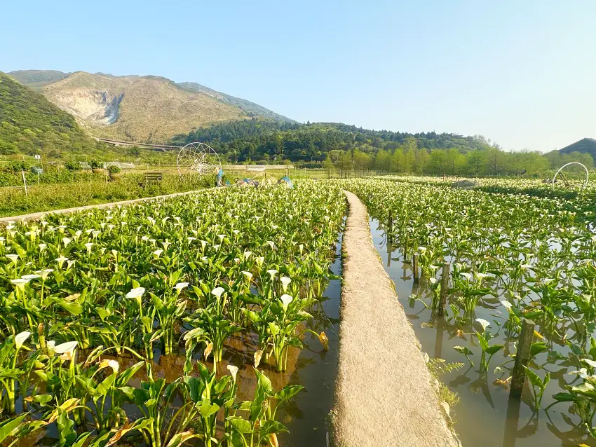 北投晶泉丰旅春季三天兩夜專案推出陽明山海芋花田體驗，走訪花谷海芋園，漫步盛開花田，感受山城花季風景。圖／晶泉丰旅提供